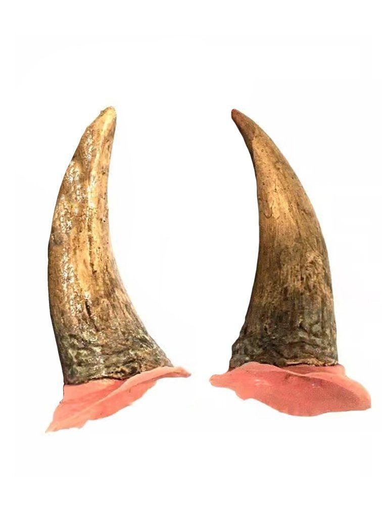 Tinsley Kostüm Vergilbte Teufelshörner, Große, bräunliche Latexhörner zum Ankleben auf die Stirn