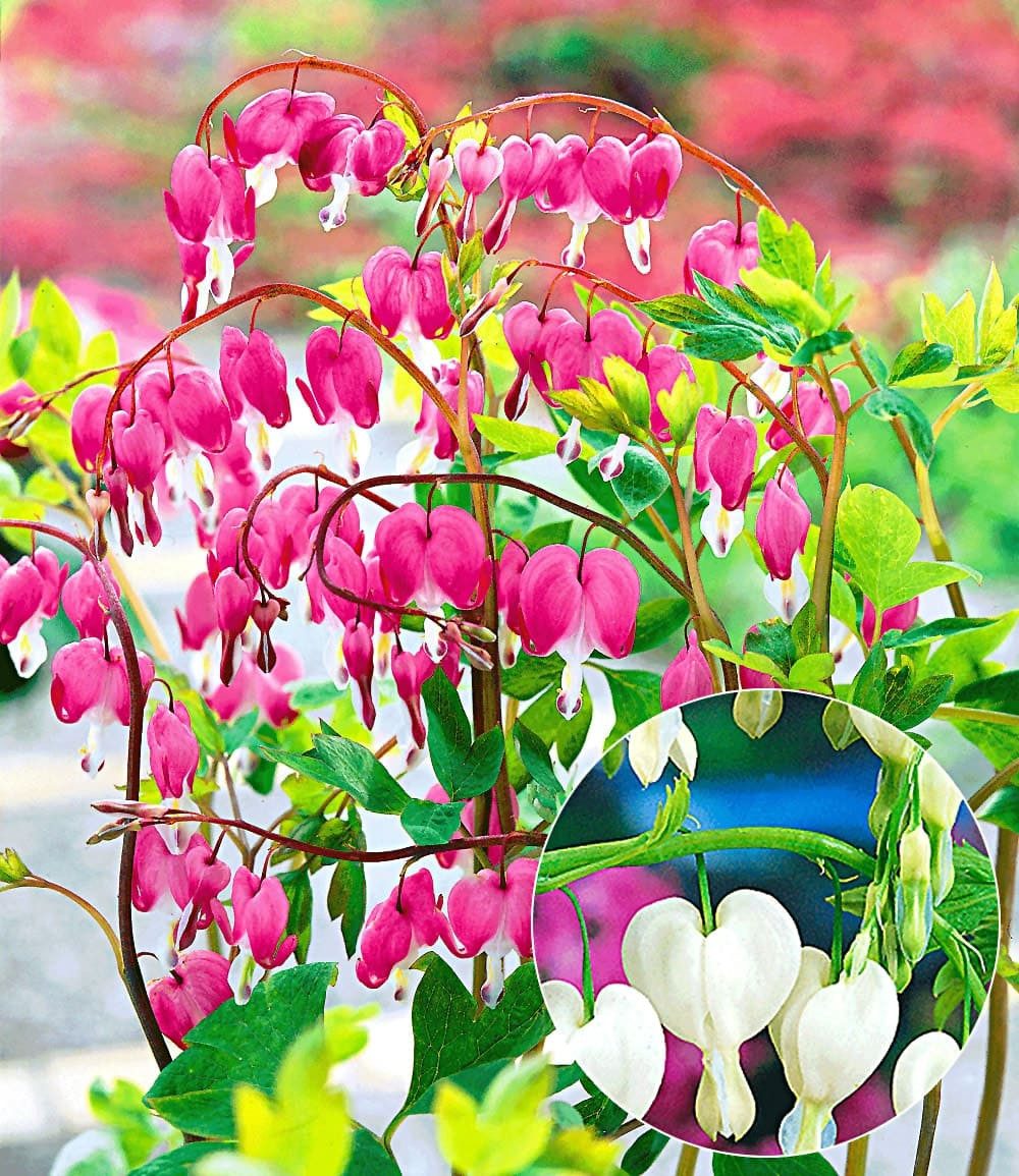 BALDUR Garten Staude Tränendes Herz-Mix, 3 St., Blütenpracht, winterhart, mehrjährig, pflegeleicht