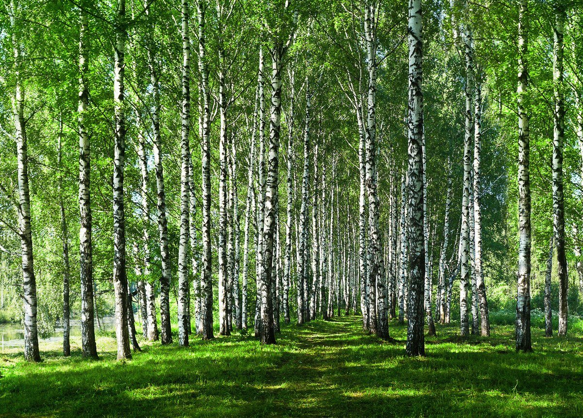 Fototapete Birkenwald