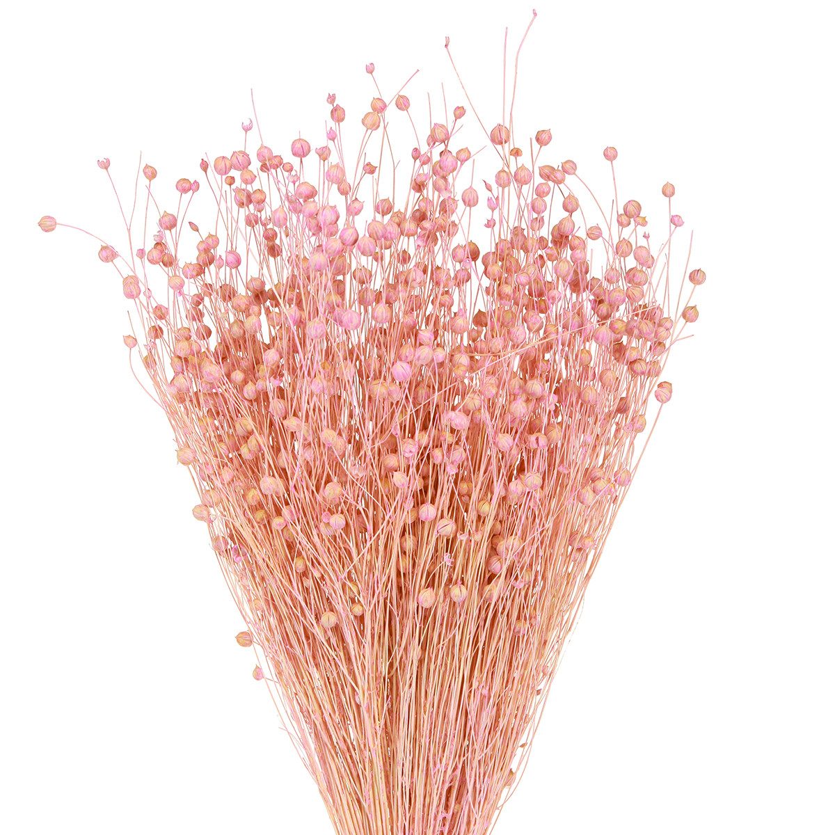 Trockenblume Trockengras Flachs Deko Hellrosa 50-55cm 80g Tischdeko