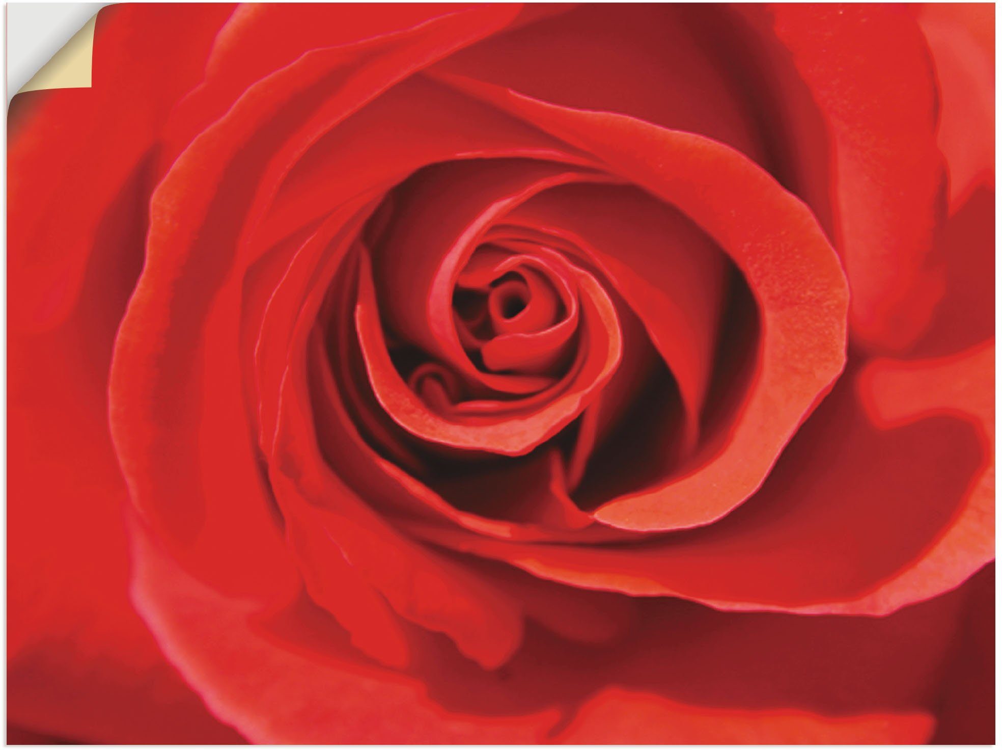 Artland Wandbild »Rose rot_Detail«, Blumenbilder (1 Stück), in vielen Größen & Produktarten - Alubild / Outdoorbild für den Außenbereich, Leinwandbild, Poster, Wandaufkleber / Wandtattoo auch für Badezimmer geeignet-Otto