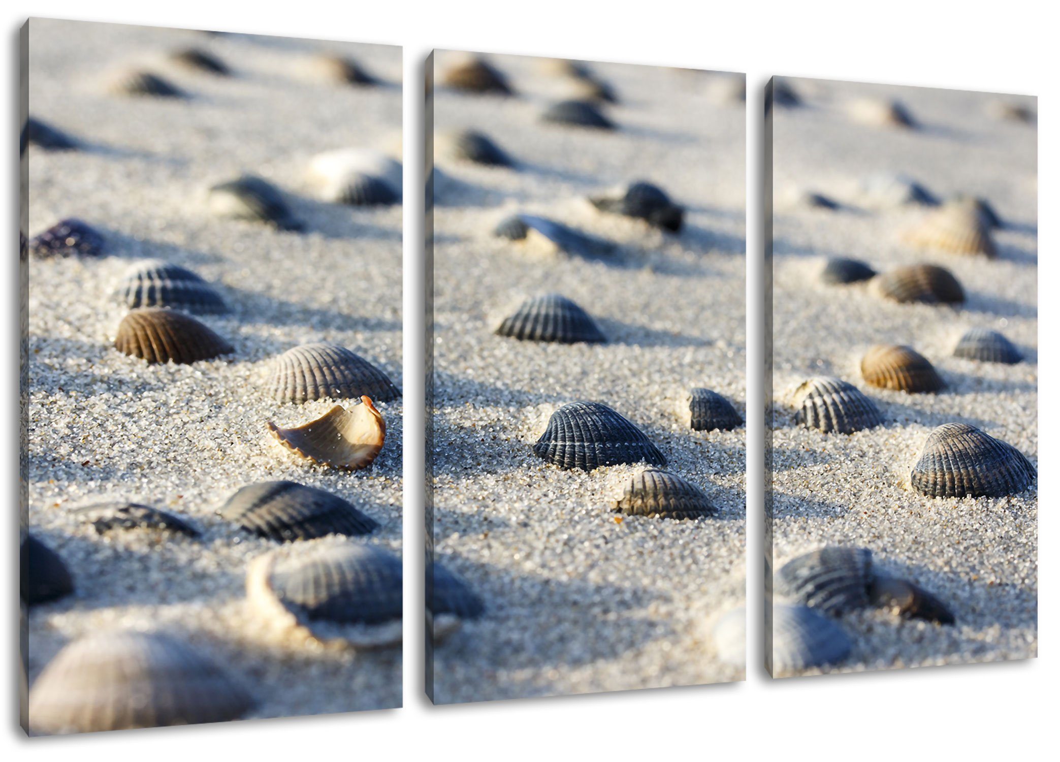 fertig (1 Muscheln Leinwandbild Zackenaufhänger Sand Pixxprint 3Teiler bespannt, im Leinwandbild inkl. Sand, Muscheln (120x80cm) St), im