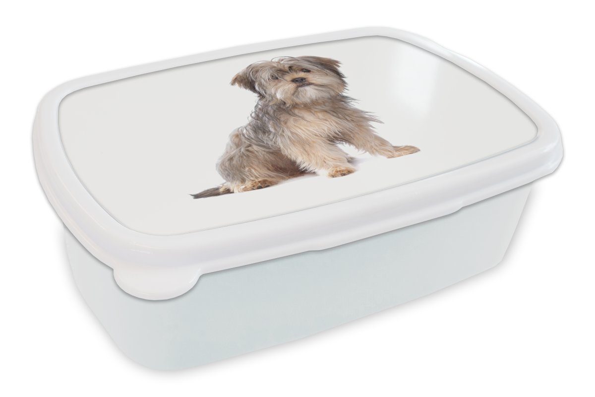 MuchoWow Lunchbox Shih Tzu Hund auf einem weißen Hintergrund, Kunststoff, (2-tlg), Brotbox für Kinder und Erwachsene, Brotdose, für Jungs und Mädchen