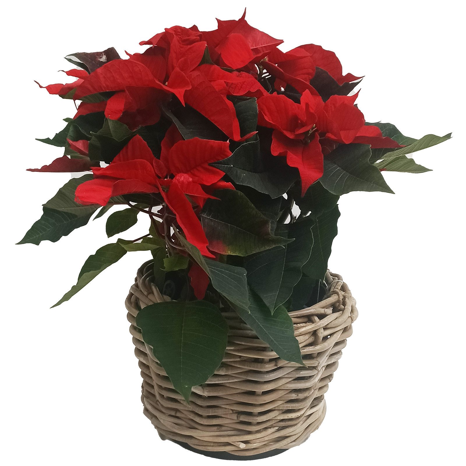 Van der Leeden Blumentopf Blumenkorb Pflanzkorb günstig online kaufen