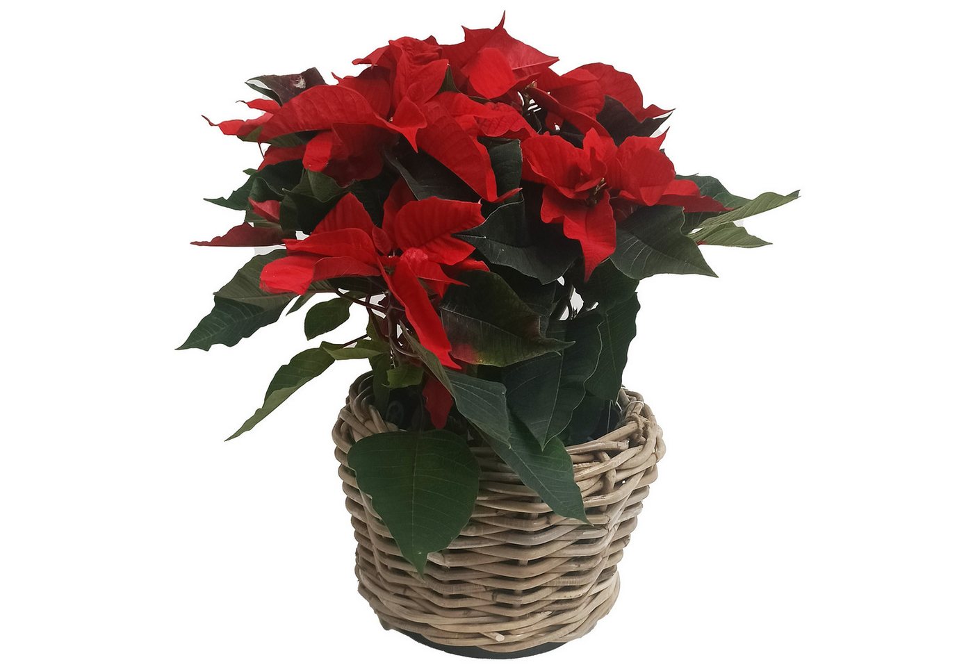 Thumbnail - Van der Leeden Blumentopf Blumenkorb Pflanzkorb Topf 27x22cm Rattan Weide Sylter Korb Drypot (1 St), Braun, Rattan, 4,5 ...