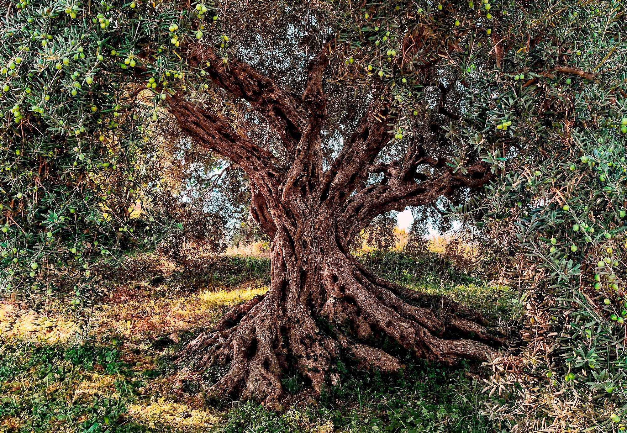 Komar Fototapete Olive Tree, glatt, Meer, Wald, bedruckt, (Set),  ausgezeichnet lichtbeständig