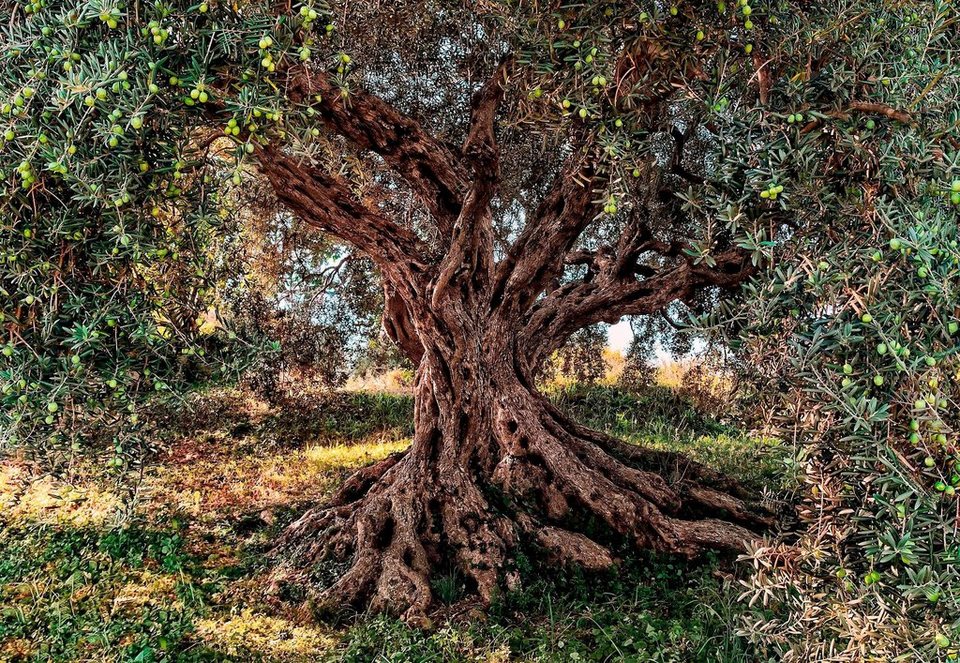 Komar Fototapete Olive Tree, glatt, Meer, Wald, bedruckt, (Set),  ausgezeichnet lichtbeständig