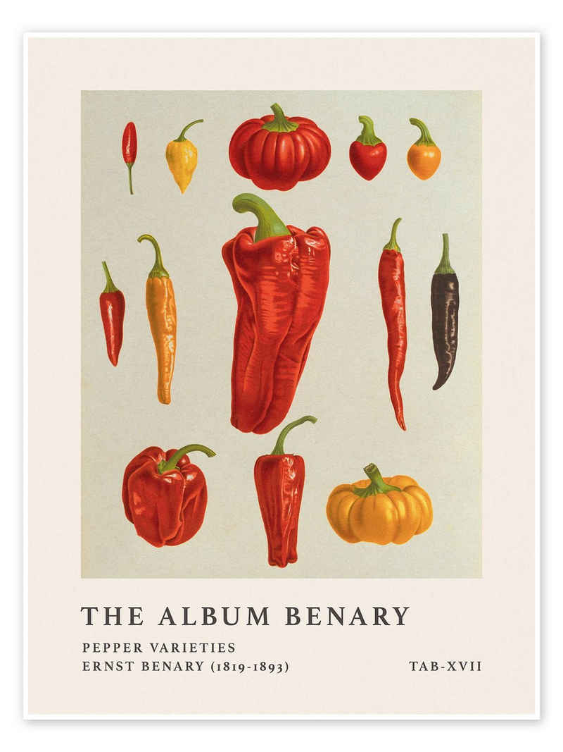 Posterlounge Poster Ernst Benary, The Album Benary - Pepper Varieties, Küche Vintage Illustration