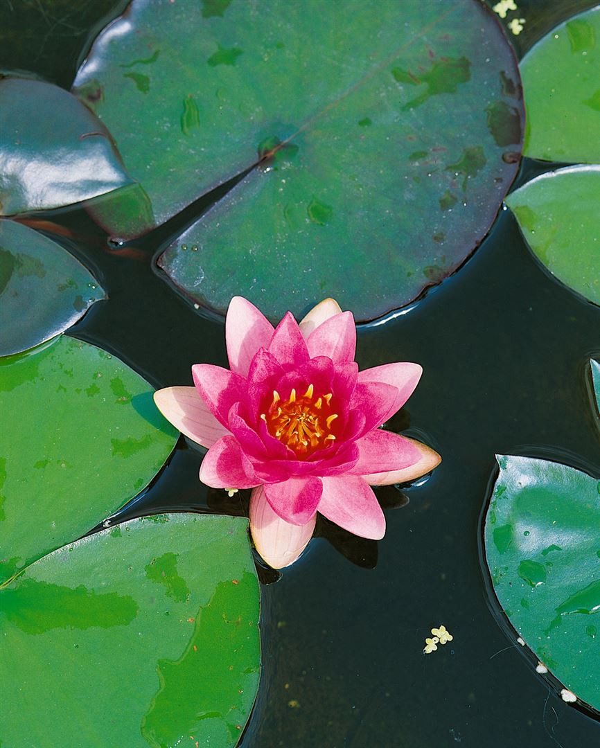 Pflanzen für Dich Staude Nymphaea 'Attraction', 1 St., Seerose – Bild 3 von 4