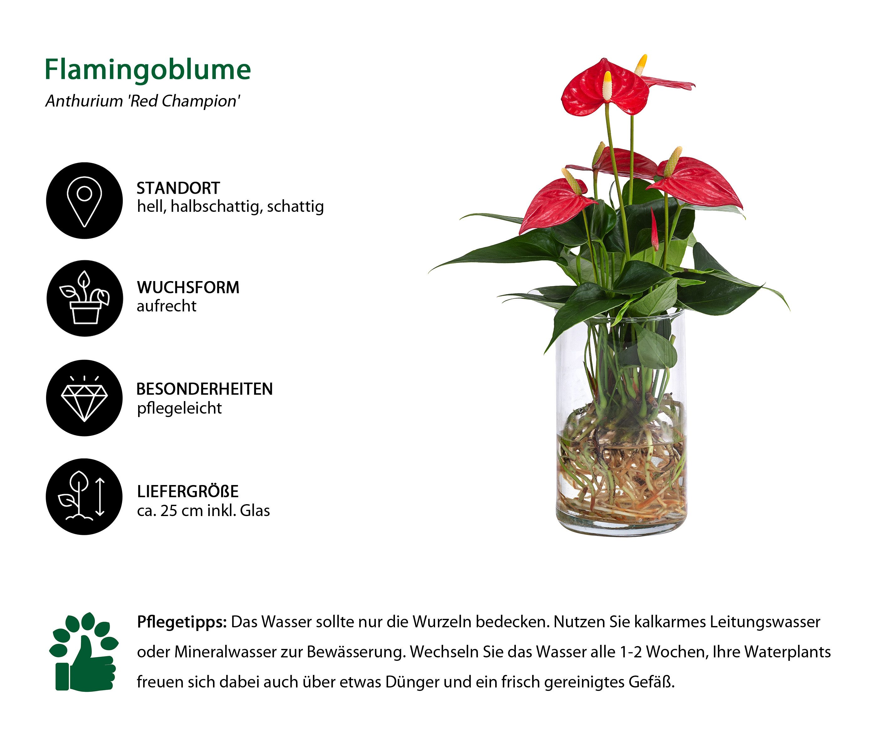 Dehner Zimmerpflanze Waterplant Flamingoblume, Anthurium Red Champion, Ø 9 günstig online kaufen