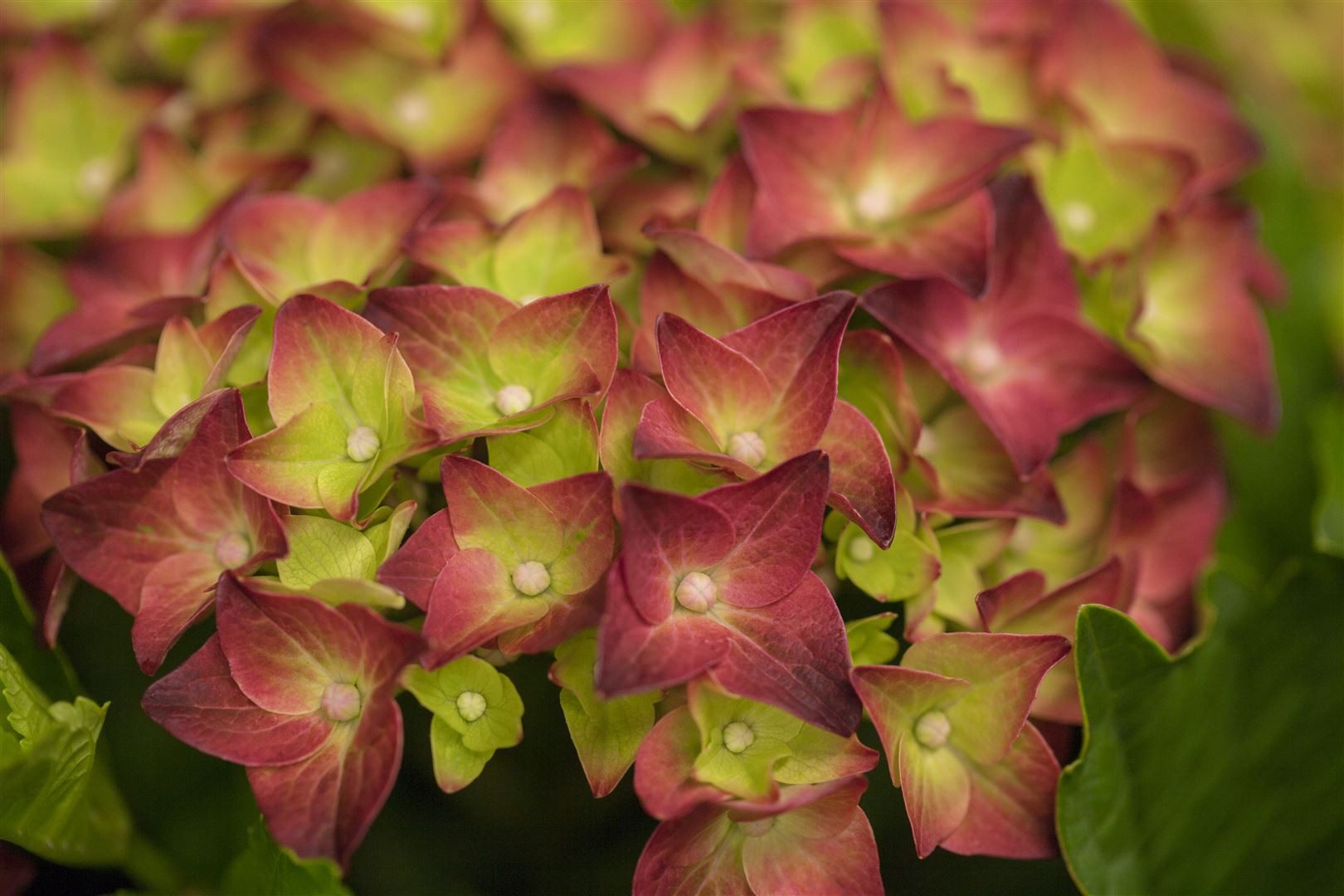Pflanzen für Dich Gehölze Hydrangea macrophylla Magical Sapphire, 1 St., Bauernhortensie, Gartenhortensie