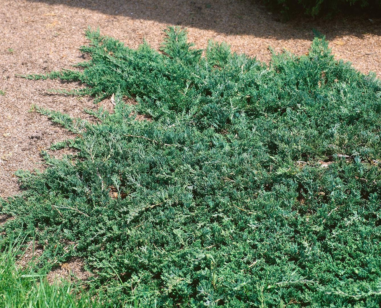 Pflanzen für Dich Konifere Juniperus horizontalis Wiltonii, 1 St., Kriech-Wacholder, Teppich-Wacholder, blaugrau, kriechend