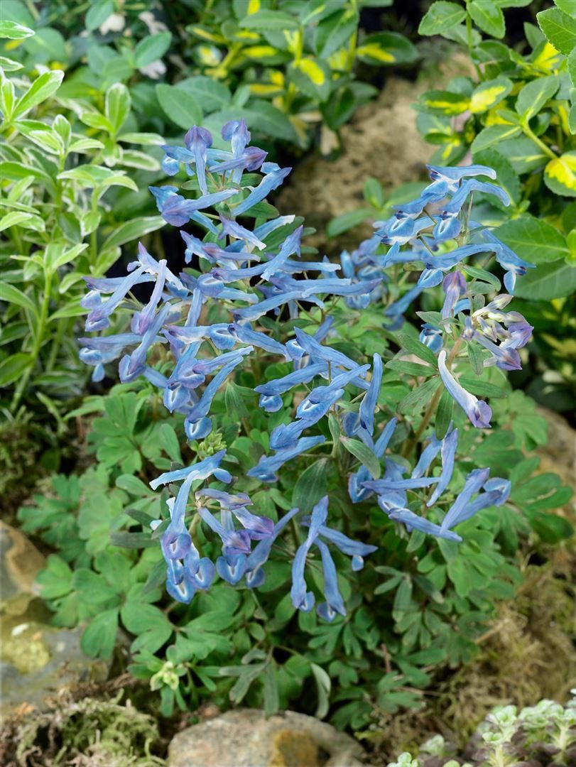 Pflanzen für Dich Staude Corydalis elata Blue Summit, 1 St., Blauer Lerchensporn