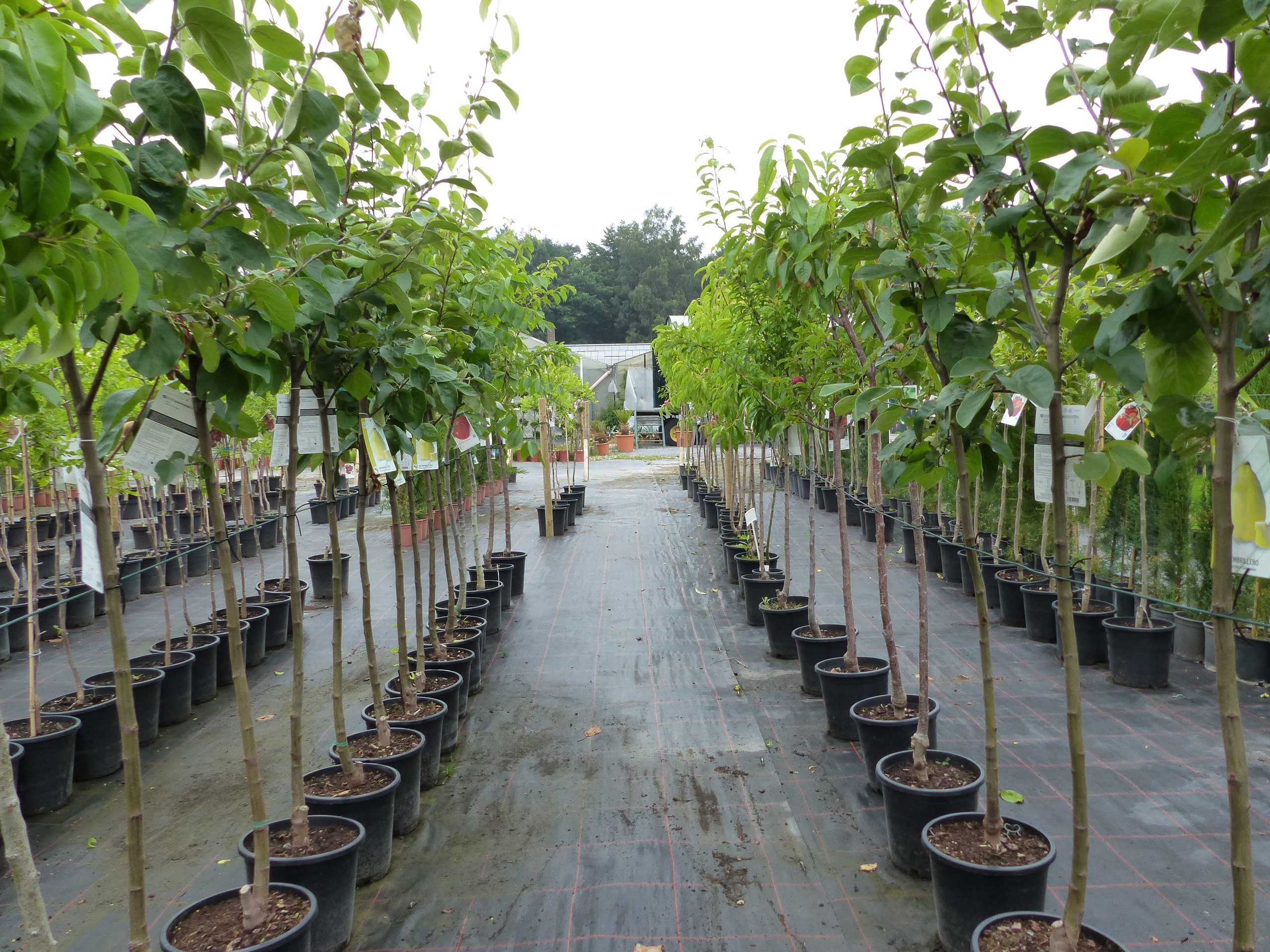 gruenwaren jakubik Baum echter Walnussbaum Juglans regia 180 cm Obstbaum winterhart