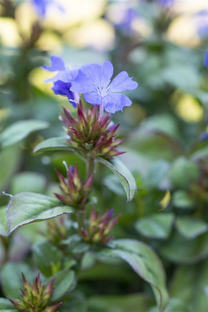 Pflanzen für Dich Staude Ceratostigma plumbaginoides, 1 St., Bleiwurz, Chinesische Bleiwurz
