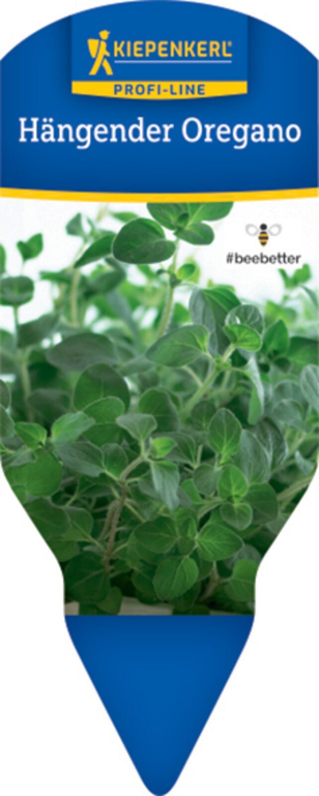 Pflanzen für Dich Gewürzkraut Hängender Oregano 12cm Topf