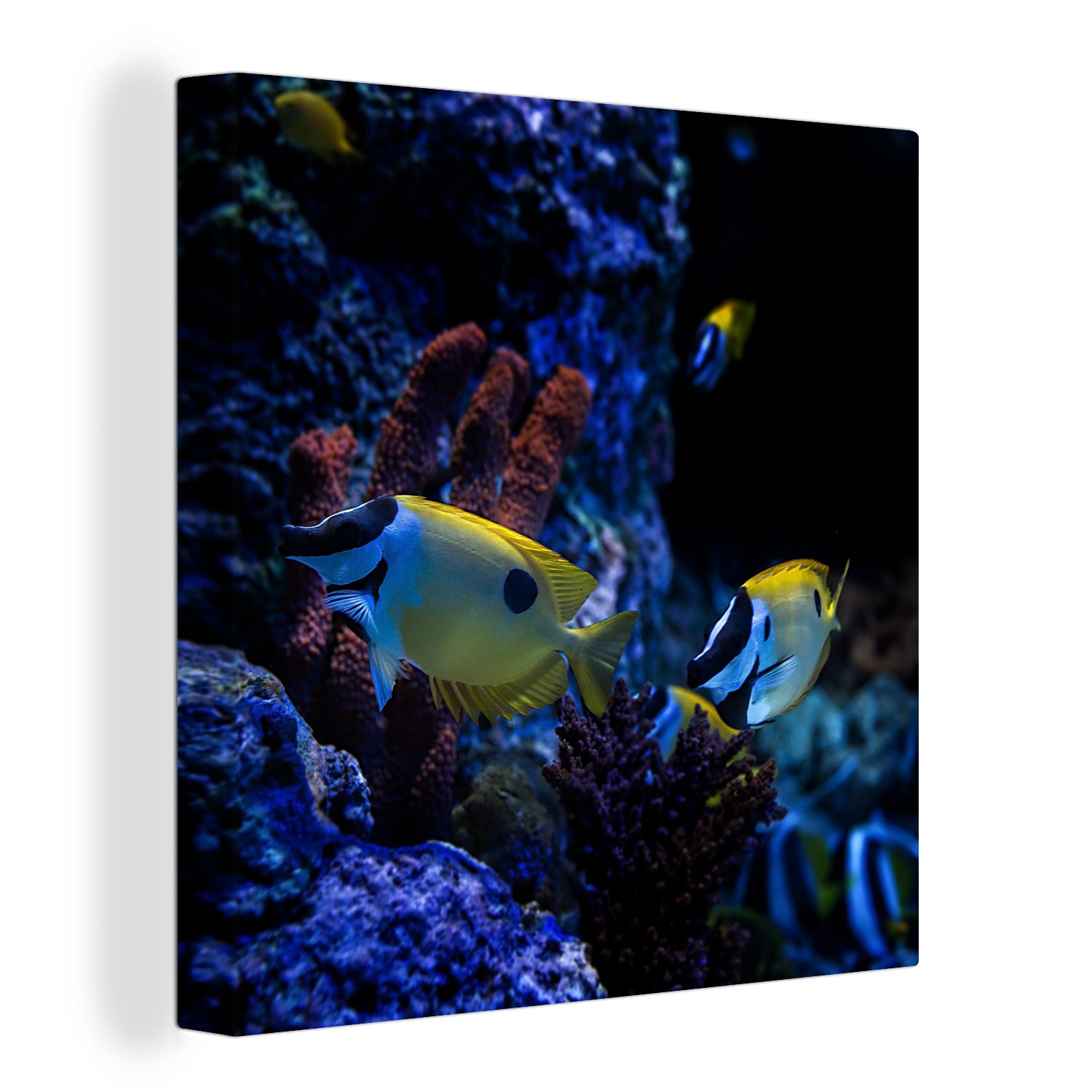 OneMillionCanvasses® Leinwandbild Aquarienfische in einem Aquarium in Singapur., (1 St), Leinwand Bilder für Wohnzimmer Schlafzimmer