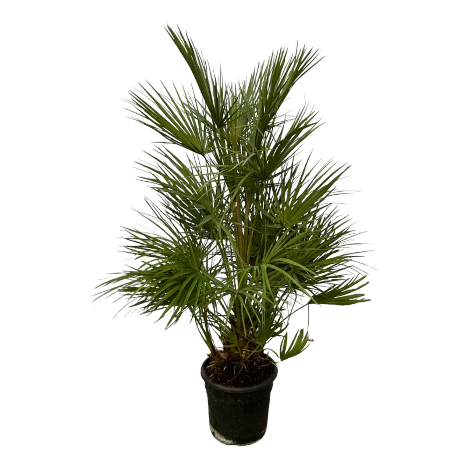 Florora Kübelpflanzen Chamaerops humilis – Zwergpalme – 130 cm – Topf 24 cm