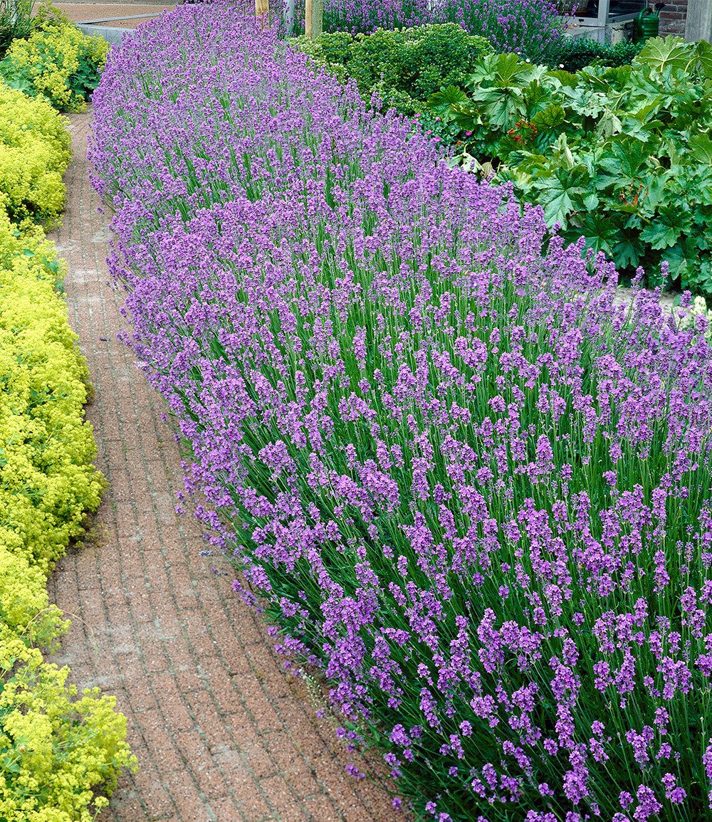 BALDUR Garten Staude Blauer Duft-Lavendel, 3 St., Lavendula, duftend, winterhart, mehrjährig, pflegeleicht