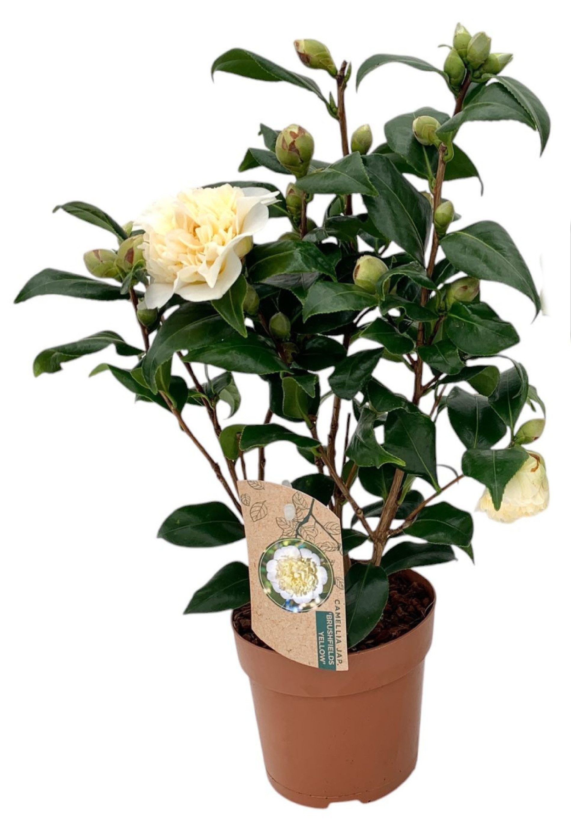 meinvipshop Topfpflanze Kamelie gelb 40cm