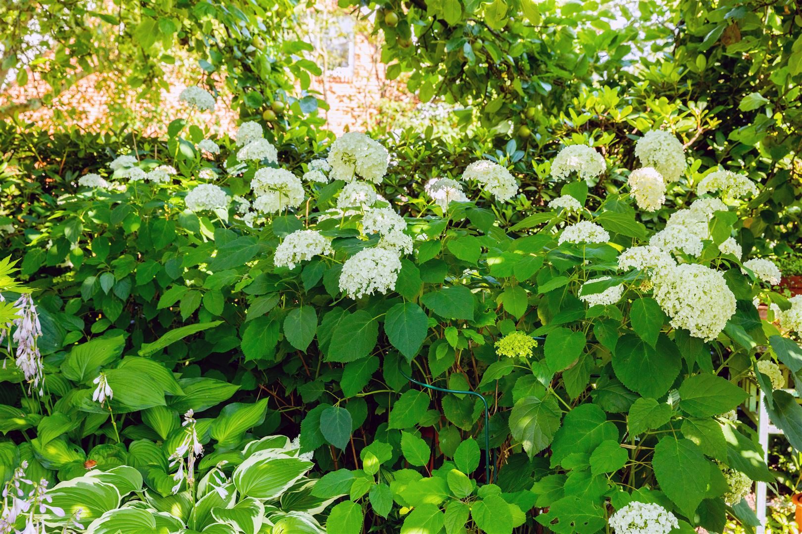 Pflanzen für Dich Gehölze Hydrangea arborescens Grandiflora, 1 St., Waldhortensie, Schneeballhortensie