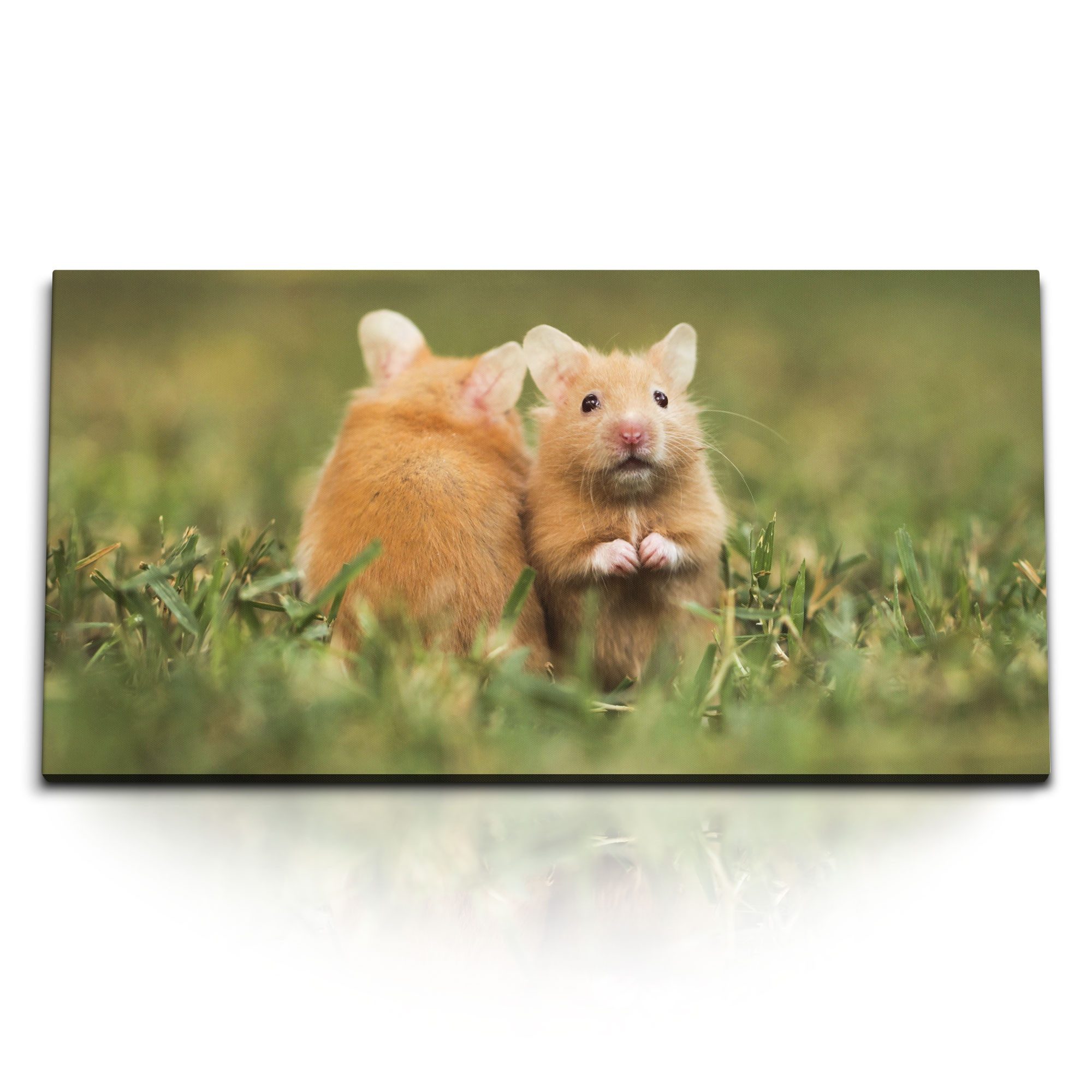 Sinus Art Leinwandbild Kunstdruck Bilder 120x60cm Kleine Hamster im Gras Wiese Grün Nager, (1 St)