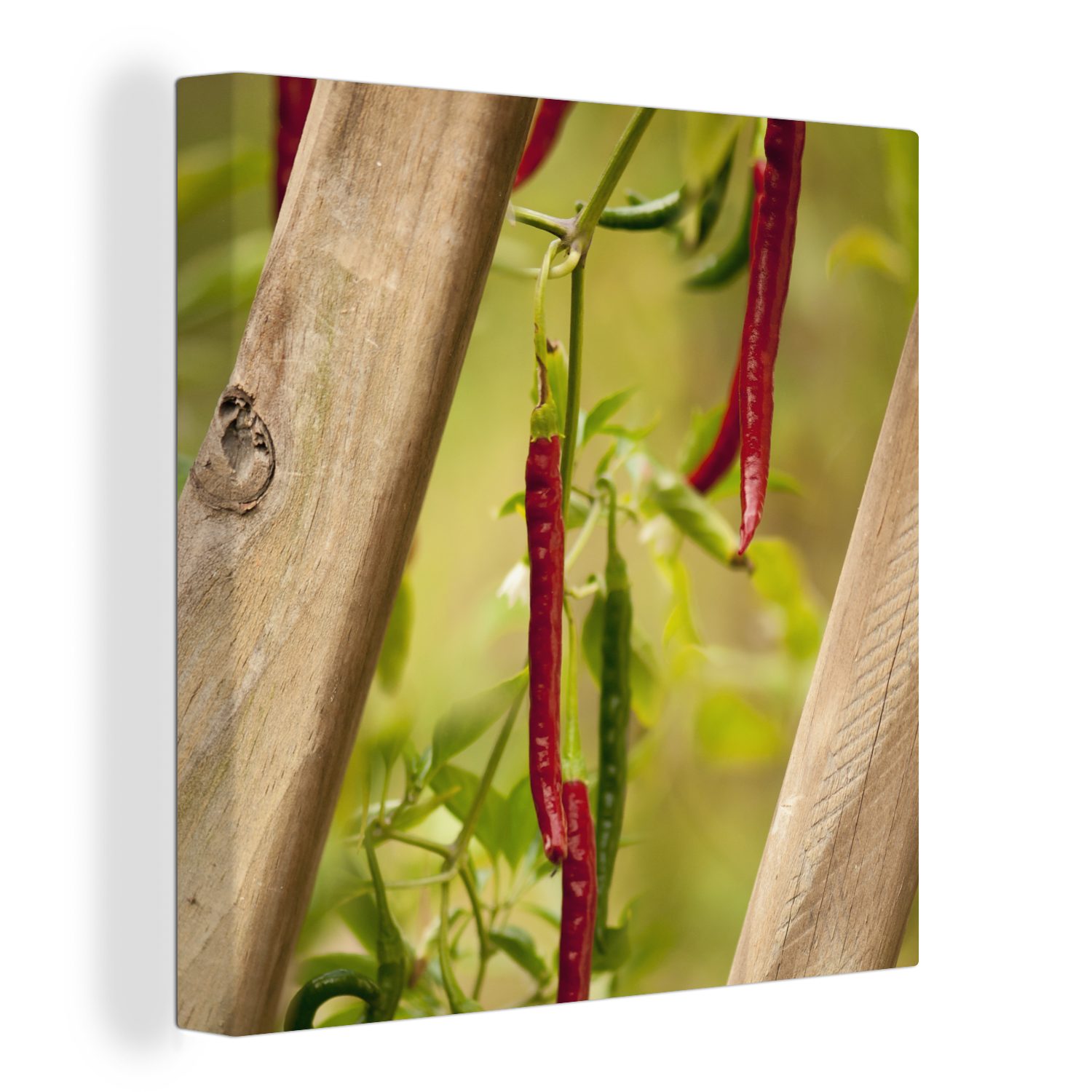 OneMillionCanvasses® Leinwandbild Grüne und rote Cayennepfeffer wachsen in der Natur, (1 St), Leinwand Bilder für Wohnzimmer Schlafzimmer