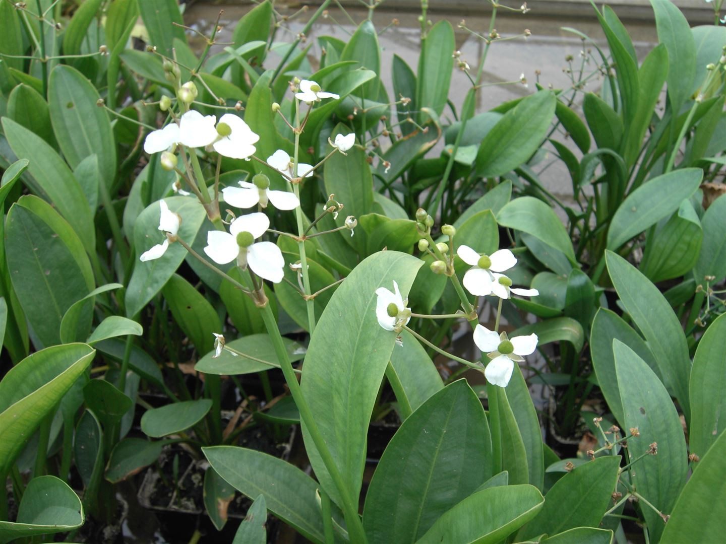 Pflanzen für Dich Staude Sagittaria graminea, 1 St., Grasblättriger Pfeilkraut, Grasblättriges Pfeilkraut