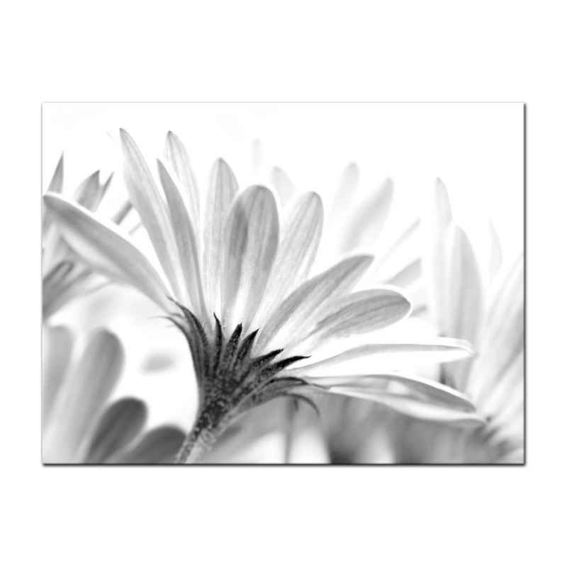 Bilderdepot24 Leinwandbild Blume - schwarz weiss, Blumen