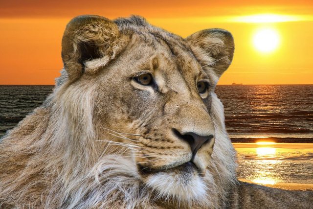Papermoon Fototapete »Lion in Sunset«, glatt-Otto