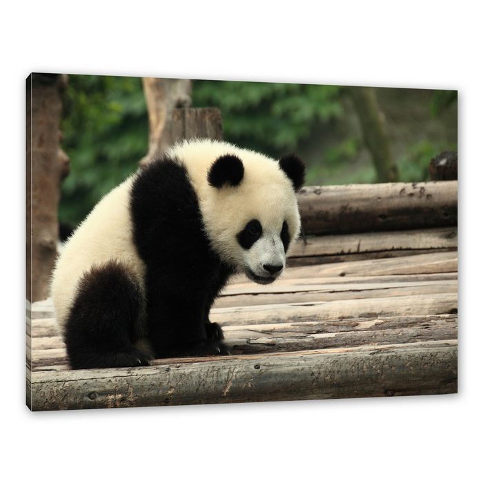 Pixxprint Leinwandbild Panda auf Holzstämmen Wanddekoration (1 St) Leinwandbild fertig bespannt inkl. Zackenaufhänger