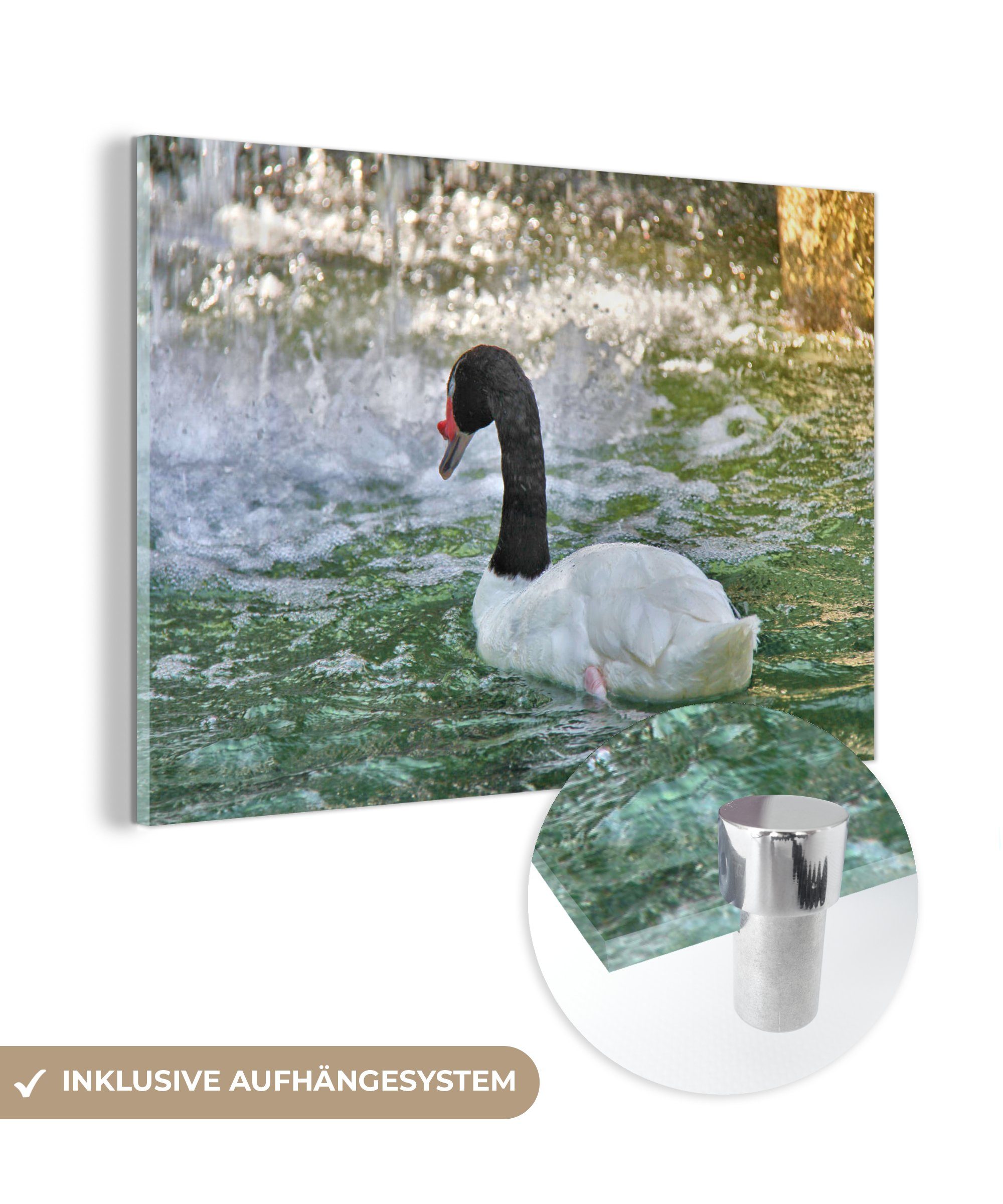 MuchoWow Acrylglasbild Schwan - Wasser - Vogel, (1 St), Acrylglasbilder Wohnzimmer & Schlafzimmer
