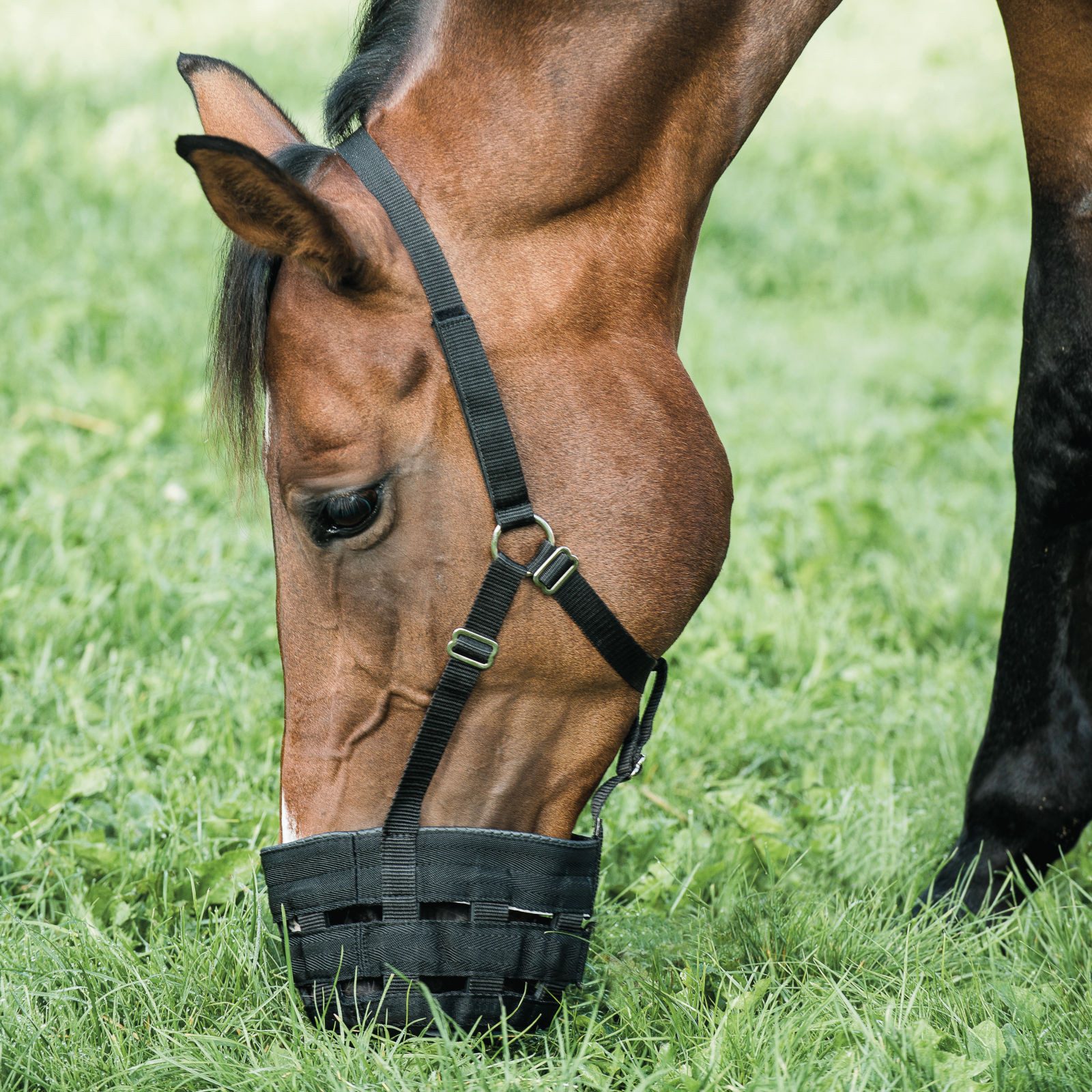 Horse Guard Fressbremse Weidemaulkorb mit Halfter für Pferde