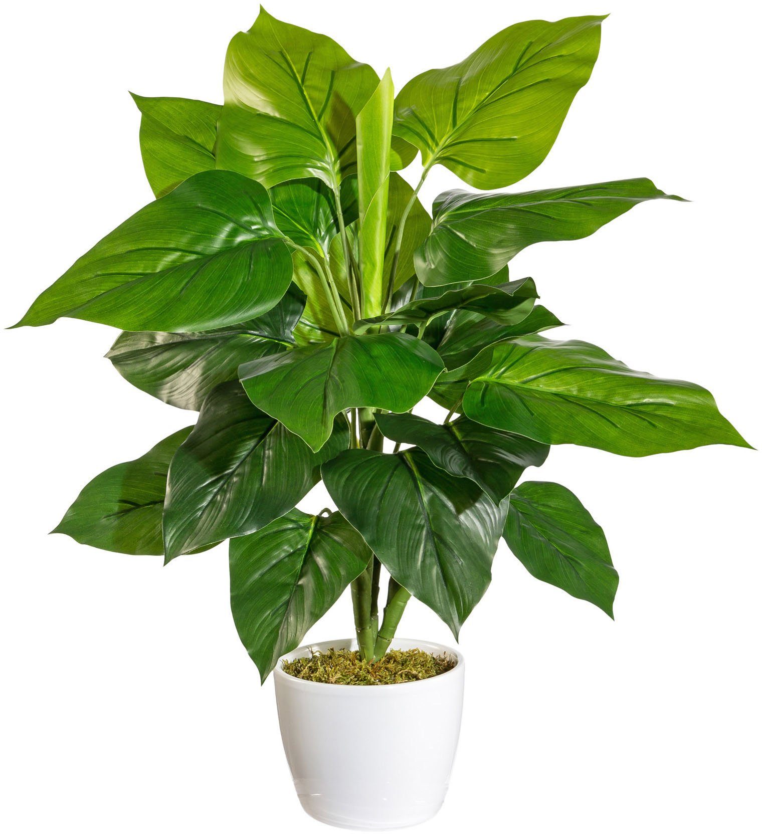 Künstliche Zimmerpflanze Jarla Philodendron, andas, Höhe 50 cm, im Keramiktopf