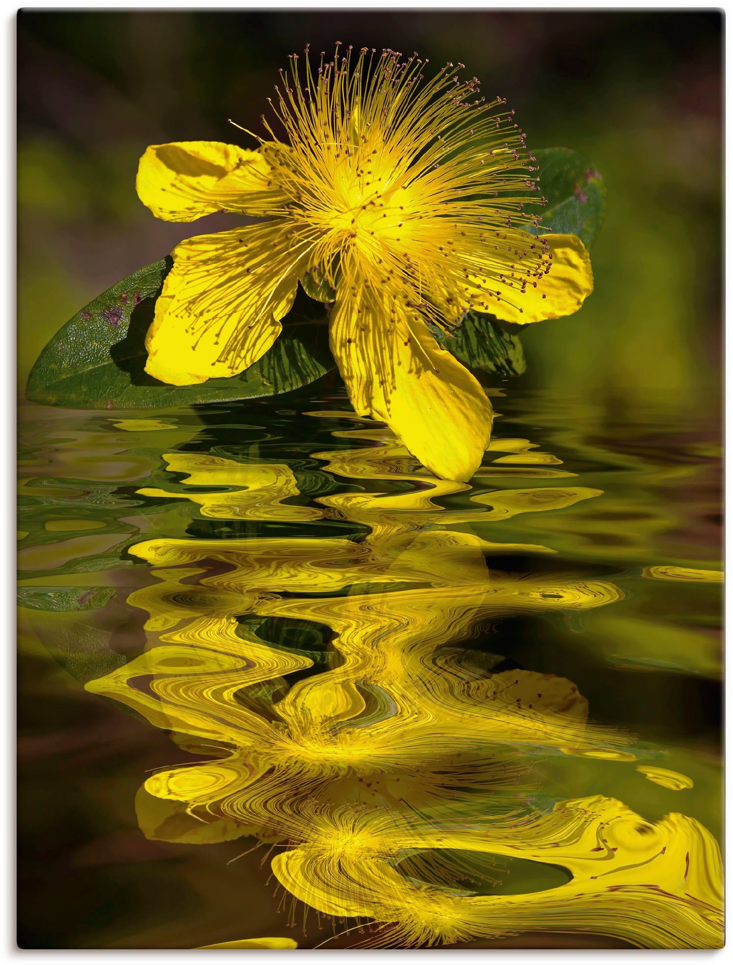 Artland Leinwandbild Wasserblüte - Johanniskraut, Spa Bilder (1 St), auf Keilrahmen gespannt