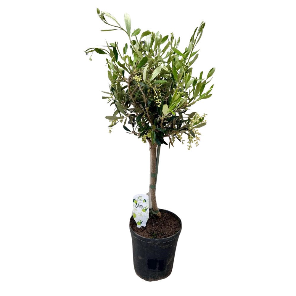 Florora Olivenbaum Olea europaea – Olivenbaum – 60 cm – Topf 15 cm