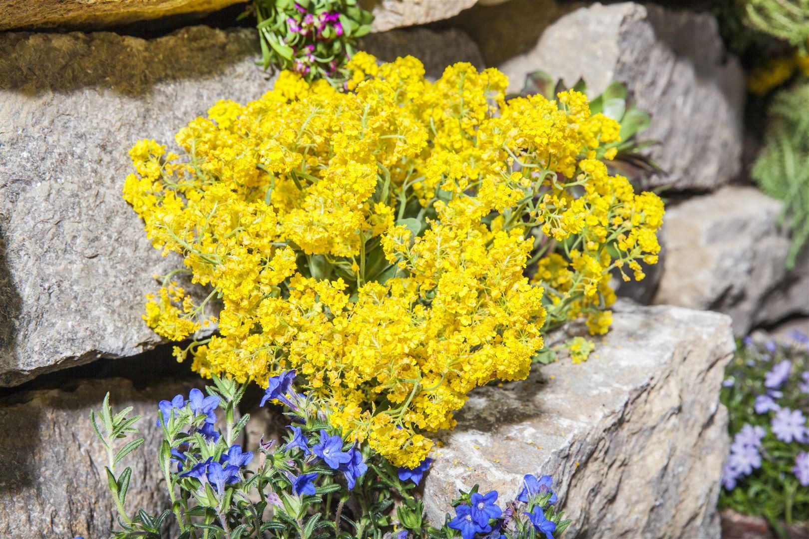 Pflanzen für Dich Staude Alyssum mont. Berggold, 1 St., Berg-Steinkraut, Felsen-Steinkraut
