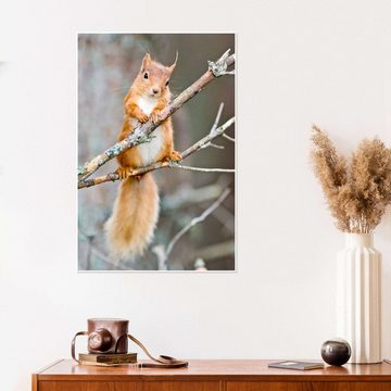 Posterlounge Poster Duncan Shaw, Eichhörnchen auf einem Ast, Kinderzimmer Kindermotive