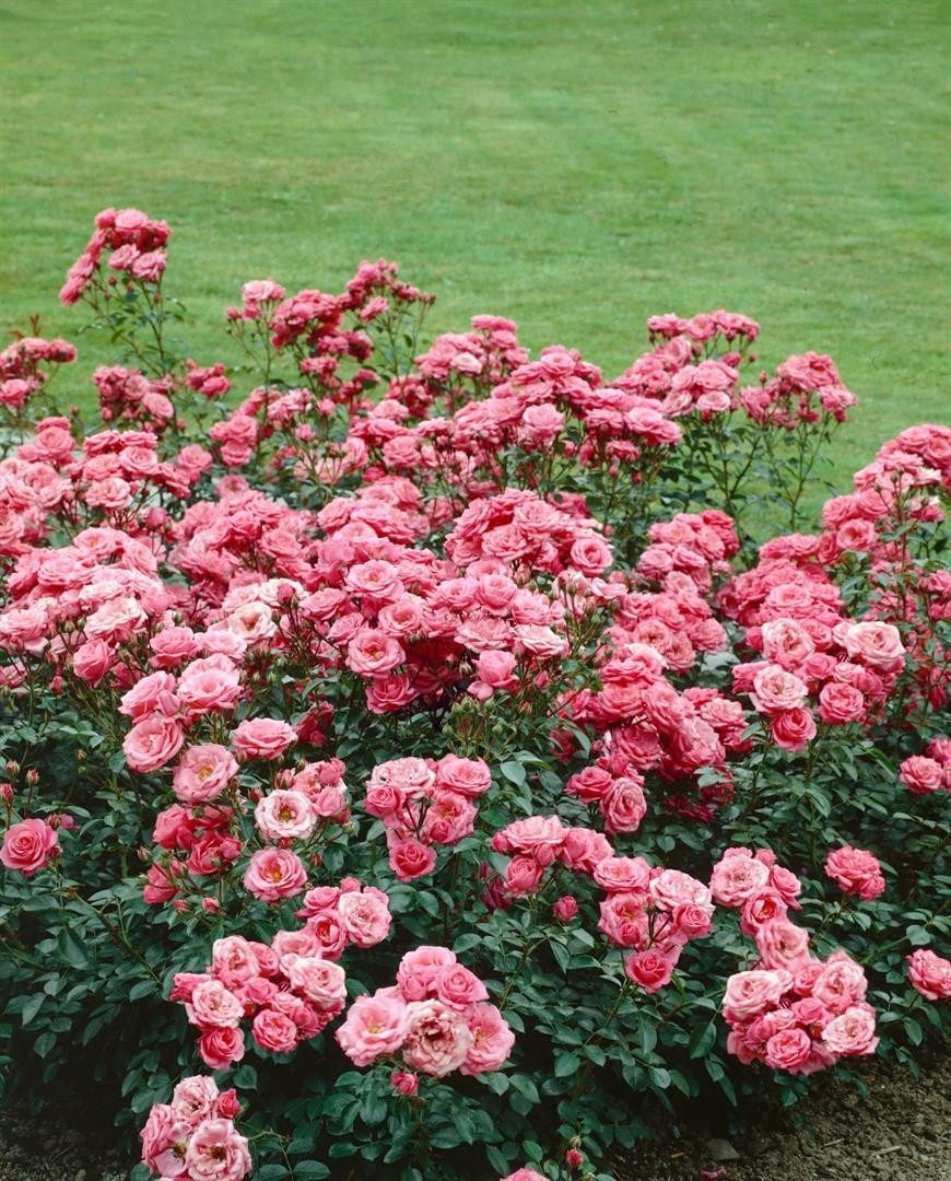 Pflanzen für Dich Rose Rosa Bella Rosa