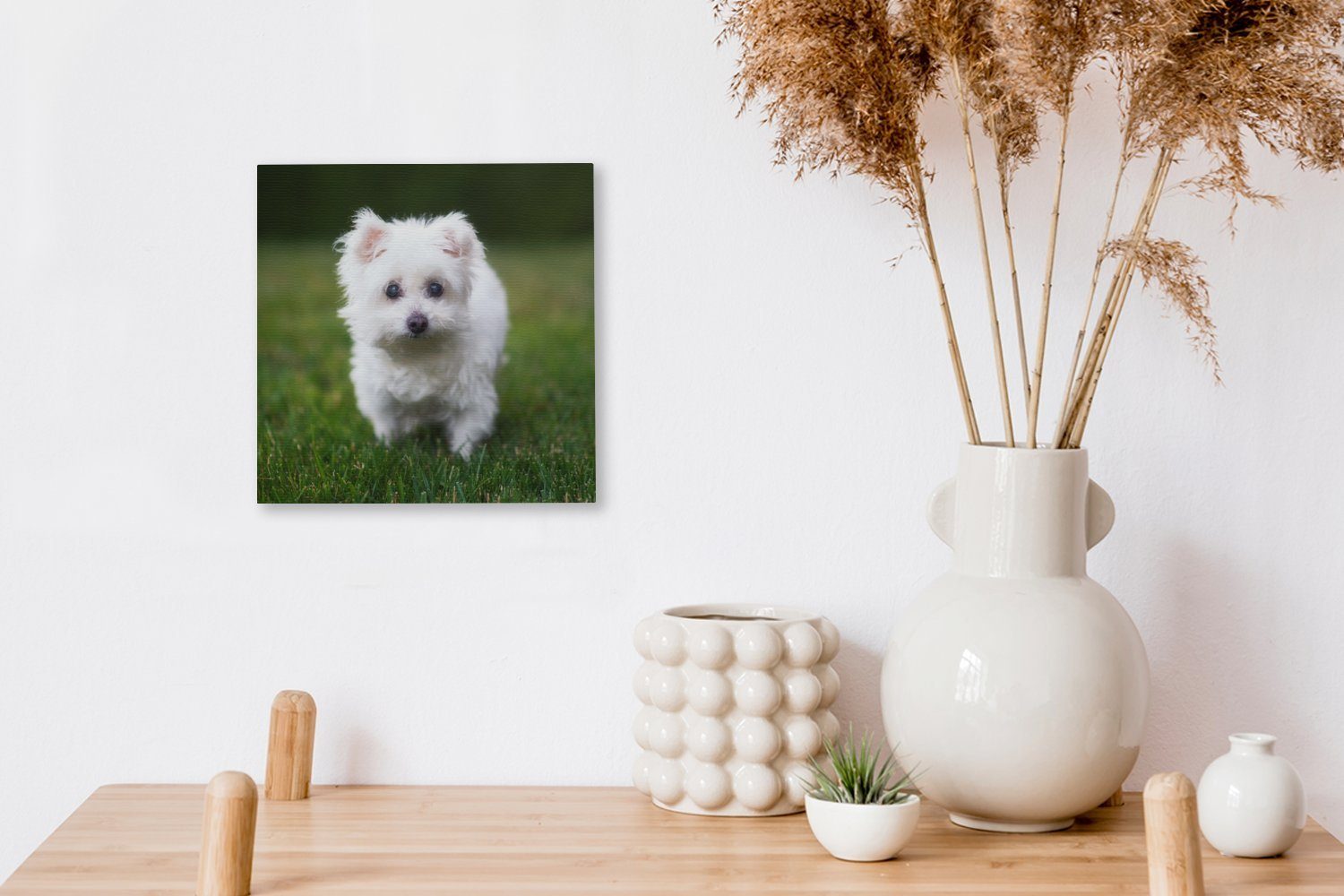 OneMillionCanvasses® Leinwandbild Malteser Hund einer Leinwand Wohnzimmer Schlafzimmer auf Bilder Wiese, (1 St), für