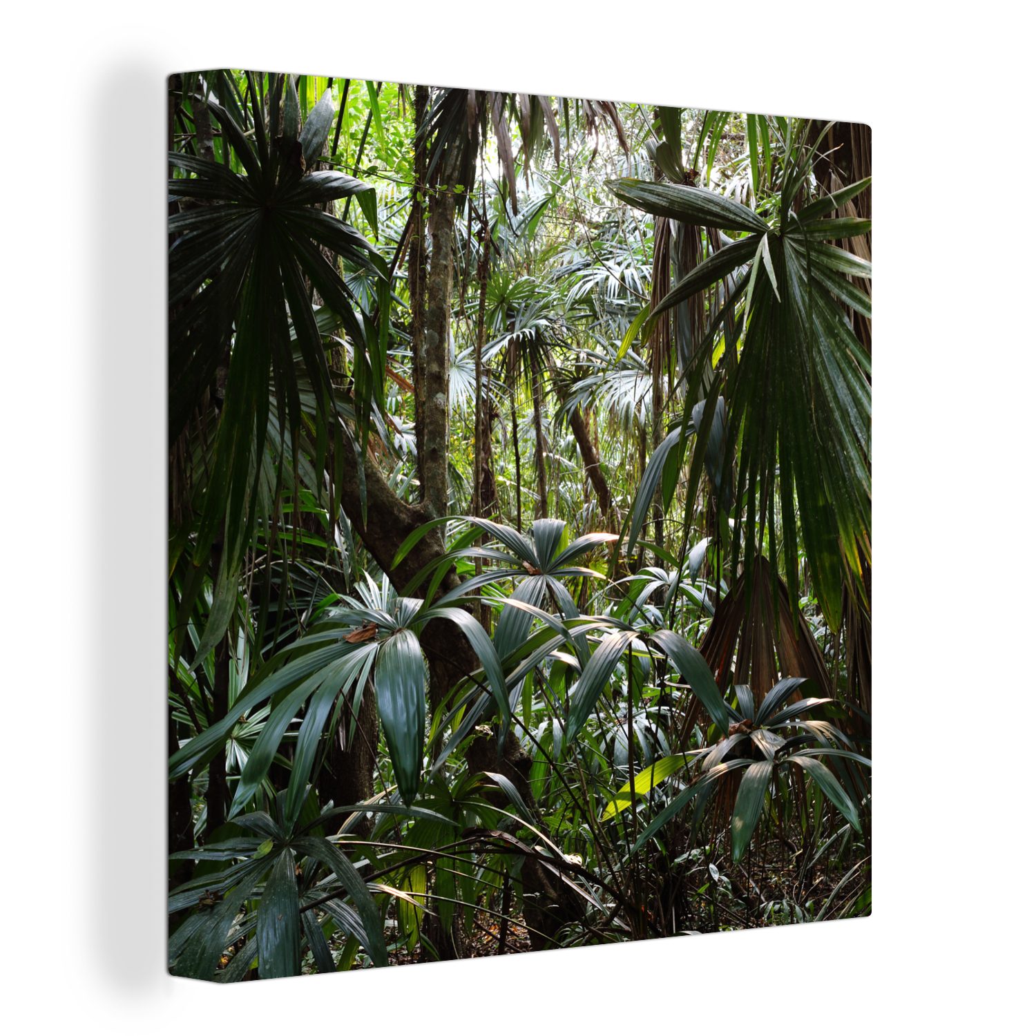 OneMillionCanvasses® Leinwandbild Pflanzen im Regenwald, (1 St), Leinwand  Bilder für Wohnzimmer Schlafzimmer