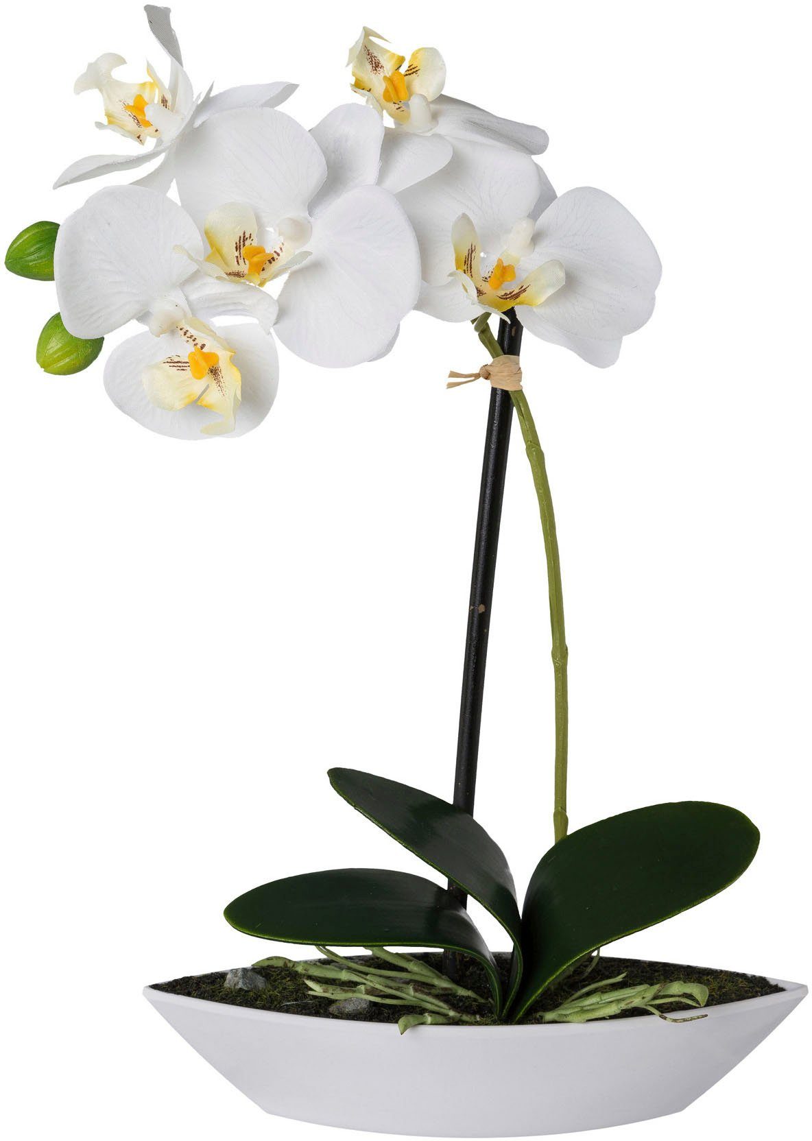 Kunstorchidee Phalaenopsis, Creativ green, Höhe 2er 30 cm, Set, in weiß Kunststoffschale
