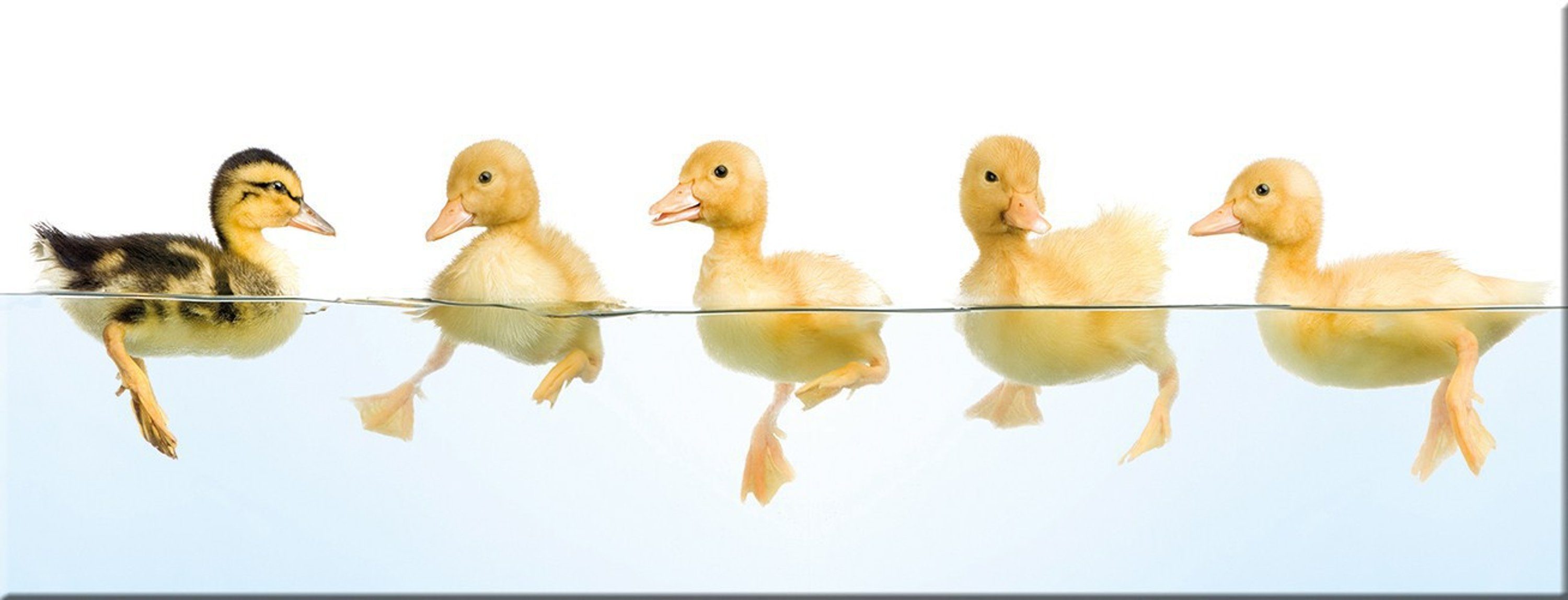 Glasbild Glasbild 80x30cm Bild aus Glas Enten Witzig