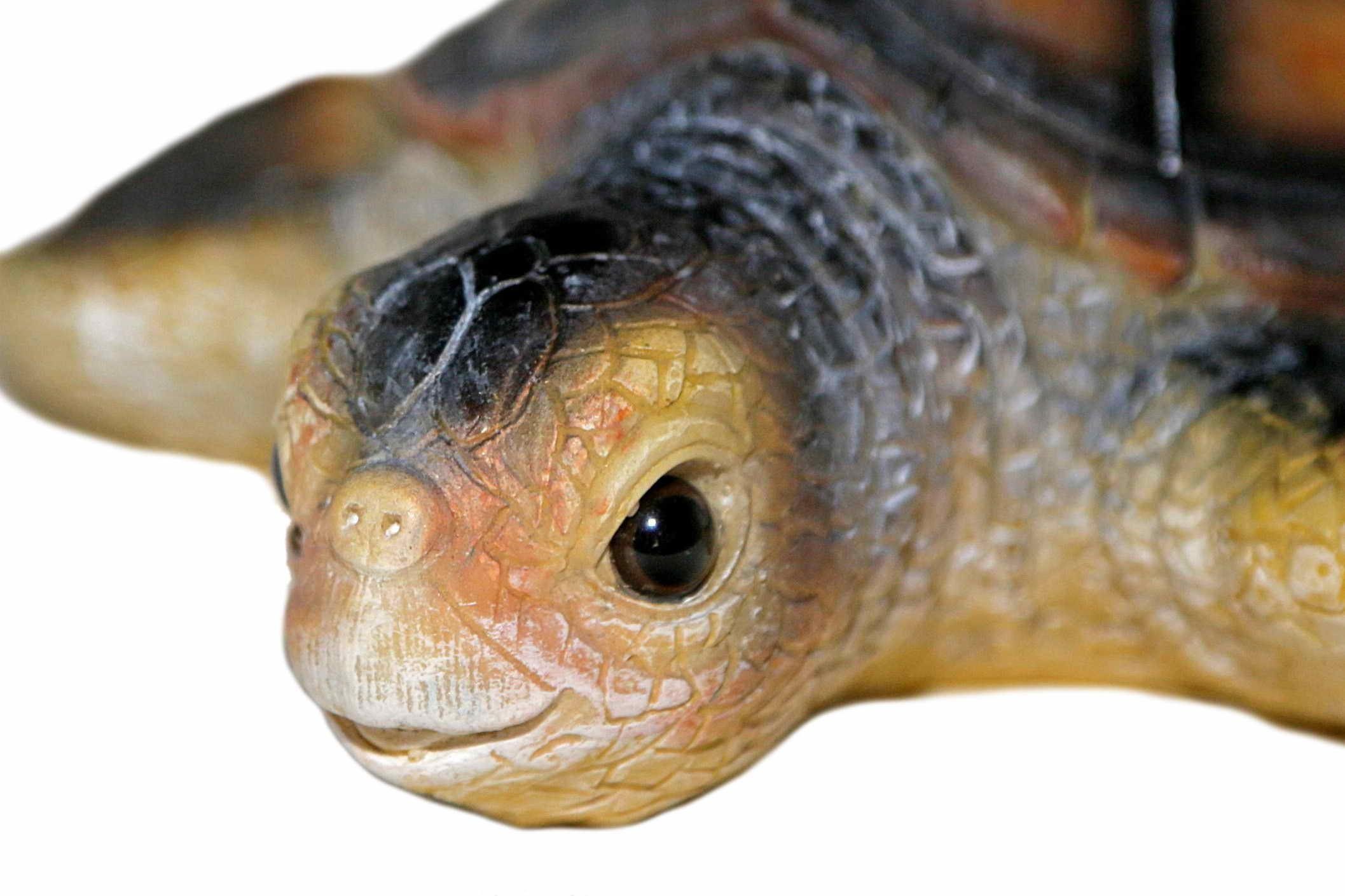 Casa Collection by Jänig Tierfigur Wasserschildkröte günstig online kaufen