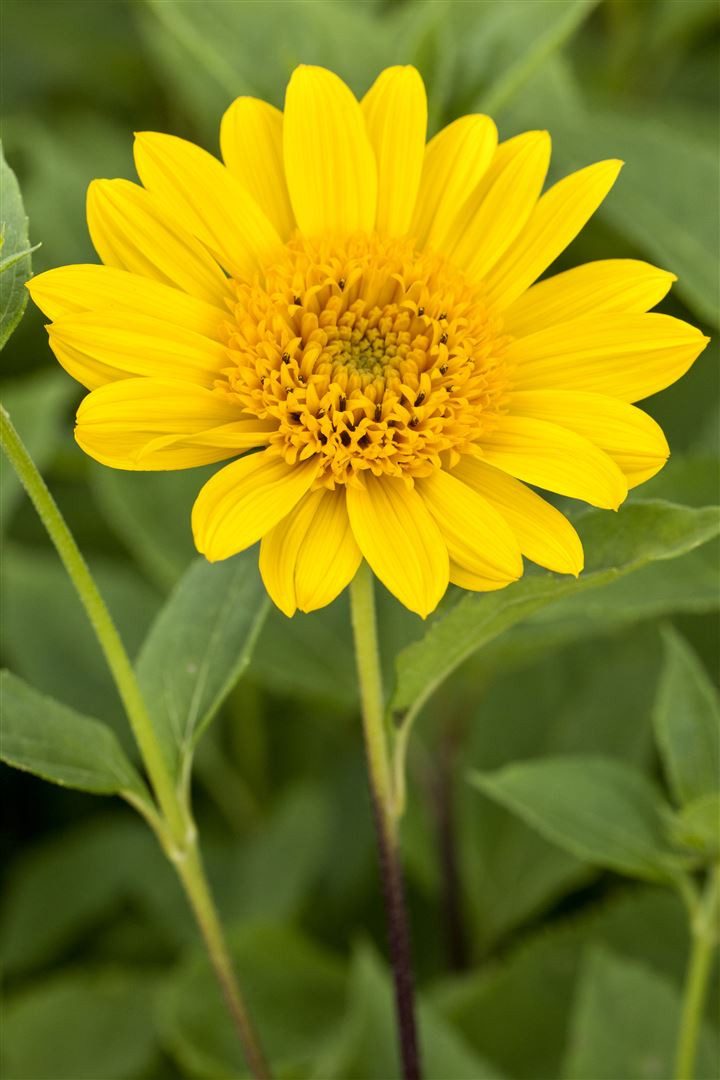 Pflanzen für Dich Staude Helianthus decap. Capenoch Star, 1 St., Sonnenblume