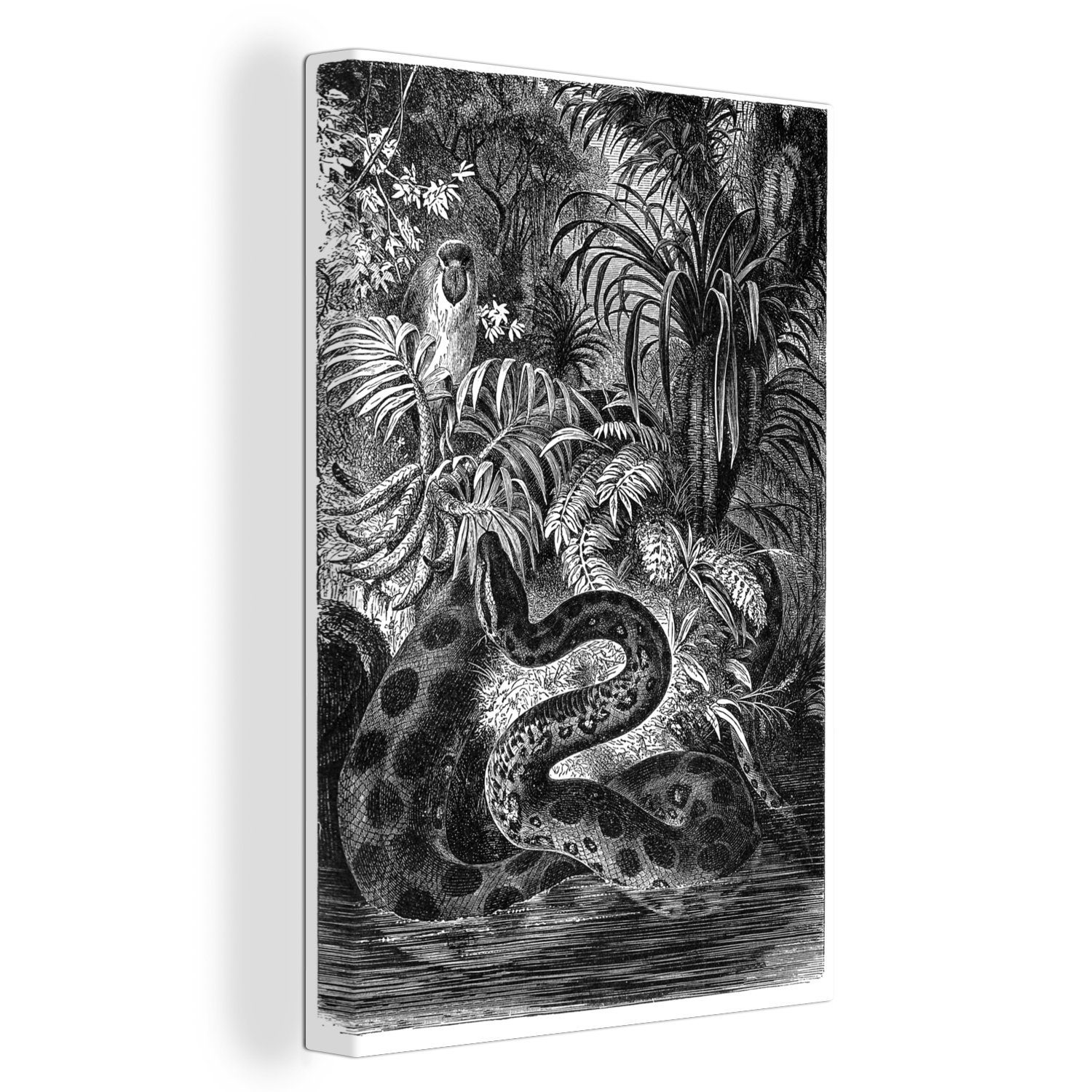 OneMillionCanvasses® Leinwandbild Illustration einer Anakonda in schwarz-weiß, (1 St), Leinwandbild fertig bespannt inkl. Zackenaufhänger, Gemälde, 20x30 cm