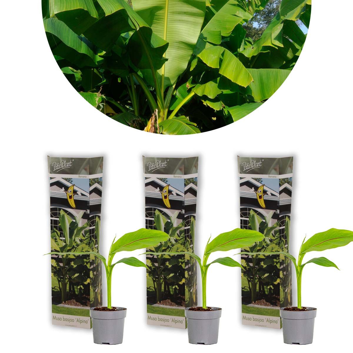 Bloomique Staude Bloomique - 3er-Set - Musa Basjoo - Bananenpflanze - Gartenbanane - Ga, 3 St.