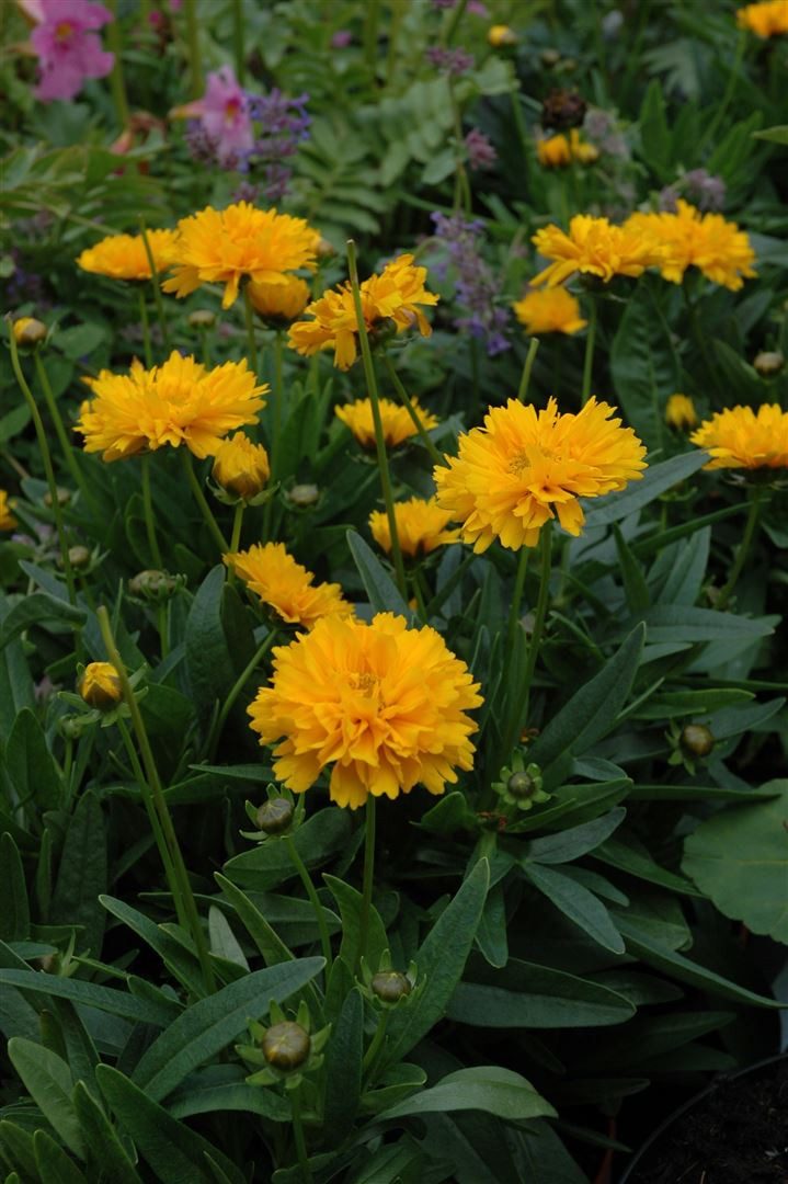 Pflanzen für Dich Staude Coreopsis grand. Early Sunrise, 1 St., Mädchenauge