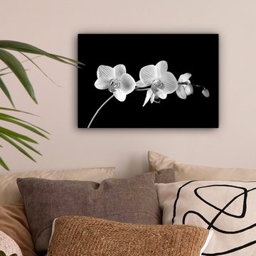 OneMillionCanvasses® Leinwandbild Orchidee - Blumen - Schwarz - Rosa - Knöpfe, (1 St), Wandbild Leinwandbilder, Aufhängefertig, Wanddeko, 30x20 cm