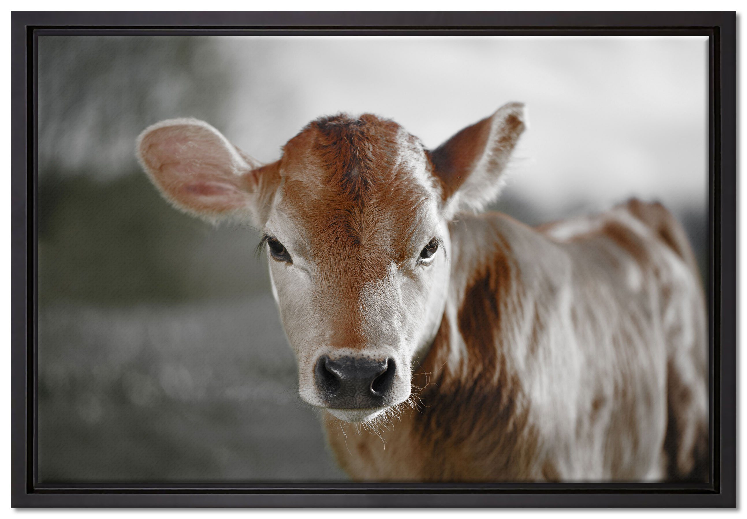 Pixxprint Leinwandbild Junge Kuh Kälbchen, Wanddekoration (1 St), Leinwandbild fertig bespannt, in einem Schattenfugen-Bilderrahmen gefasst, inkl. Zackenaufhänger